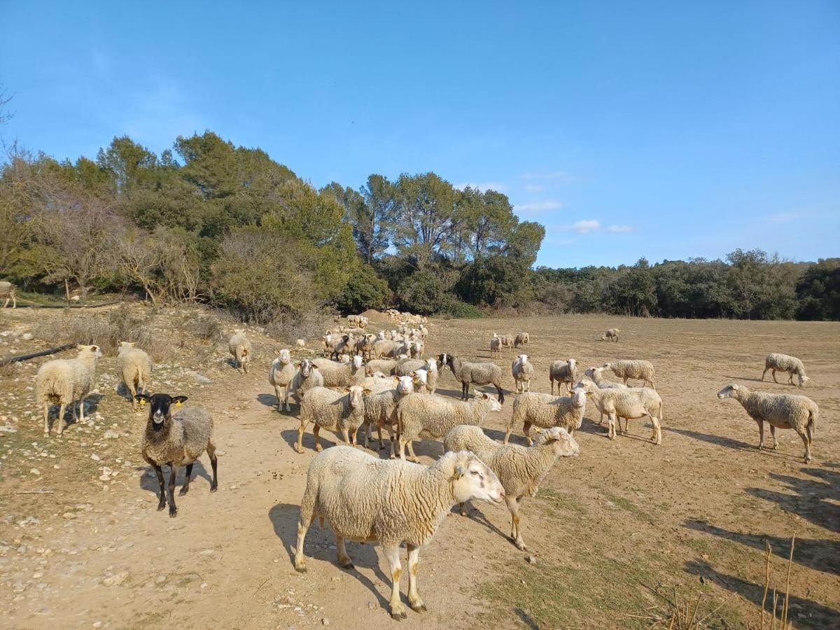 3Natura Avinyonet de Puigventós 外观 照片